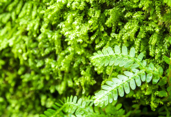 Freshness small fern leaves with moss and algae in the tropical garden