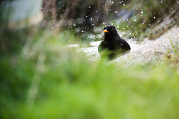 European common blackbird bathing in a puddle of water