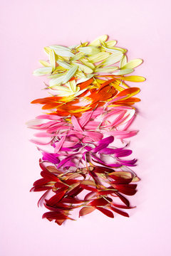 Gerbera petals gradient