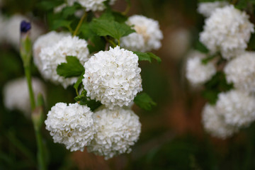 Viburnum opulus Sterile