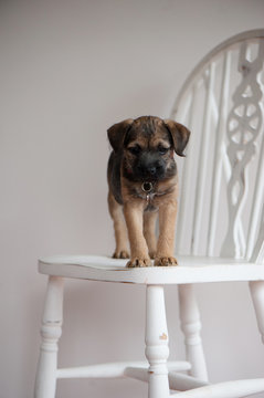 Border Terrier sitting on a chair