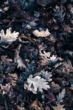 Rotting Withered Leaves
