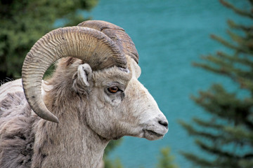 Rocky Mountain Bighorn Sheep, latin name ovis canadensis canadensis, Lake Minnewanka, Banff, Canada