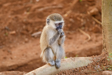 African Wild Monkey
