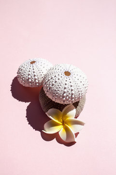 Tropical Shells and Coral with Flowers