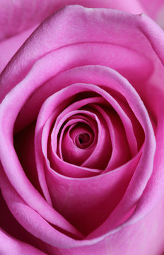 Close up of a beautiful pink rose