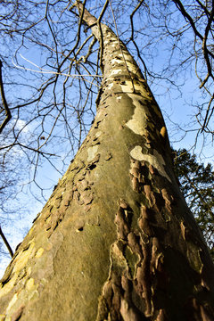 Tree loosing it's bark