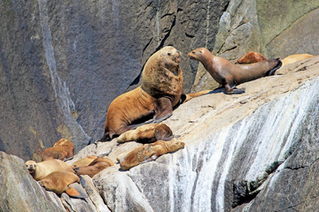 Obraz premium Steller Sea Lions, latin name Eumetopias Jubatus, on an Island in Kenai Fjords National Park in Alaska, USA