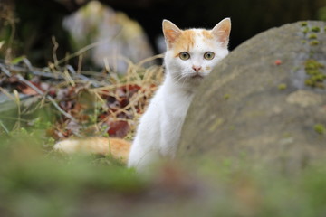 こちらを見つめる猫