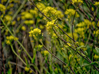 Yellow wild flowers