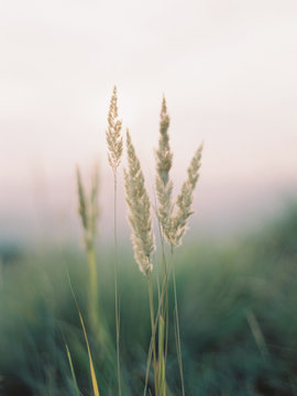 Tall grass at sunset