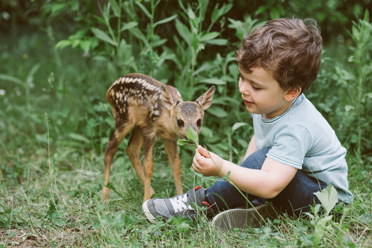 Little Boy Playing With Fawn