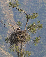 Naklejka premium Eagle nest in Los Angeles foothills tree nest