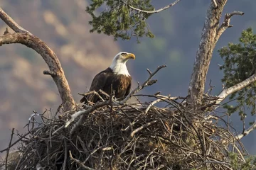 Papier Peint photo Lavable Aigle Eagle in Los Angeles foothills nest