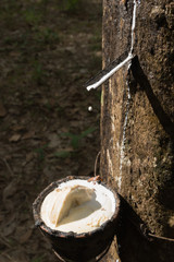 Harvesting Para Rubber Latex