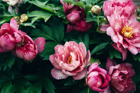 abundance of tree peonies in bloom