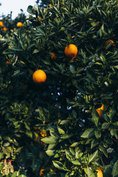 Orange trees in morning light