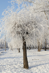 Winter landscape. Poplar covered with snow on a frosty day.