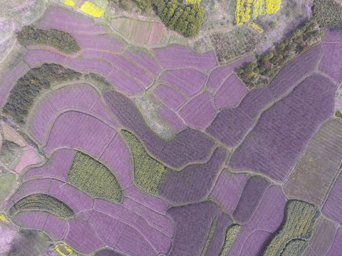 Aerial photography bird eye view of purple land farmland and nat