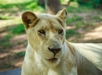 Female white lion