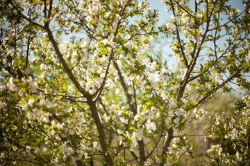 Spring. apricot apple Trees in Blossom. flowers of apricot . white blooms of blossoming tree close up. Beautiful spring blossom of apple cherry apricot tree with white flowers.