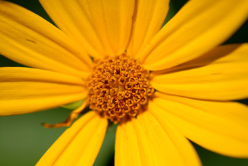Sun Flower