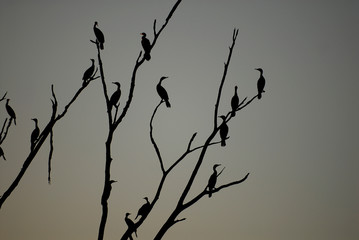 Phalacrocorax auritus