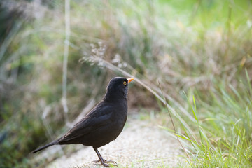 Obraz premium European common blackbird bathing in a puddle of water
