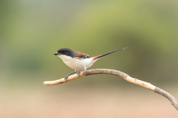Fototapeta premium Burmese Shrike; Lanius collurioides