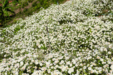 Chrysanthemum cultivation to produce water with chrysanthemum tea at Chiang Mai, Thailand.