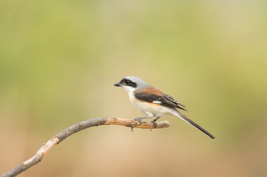 (Bay-backed Shrike; Lanius vittatus)