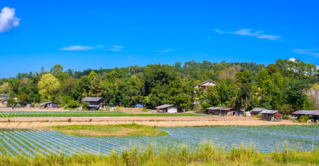 Preparation of soil for Strawberry cultivation, Strawberry field partially
