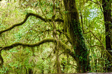 Moss on the tree in Ang Ka Luang Nature Trail