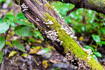 Moss and Wild mushrooms on the tree in Ang Ka Luang Nature Trail