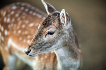 Fototapeta premium Portrait of a beautiful Fawn Close up