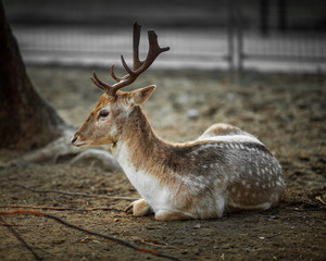 Beautiful Young Male Deer Resting on the ground