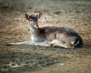 Beautiful Small Deer resting on the ground