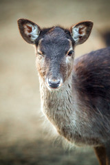 Naklejka na ściany i meble Winking the Eye and Smile for the Camera... Funny Portrait of a Beautiful Small Deer