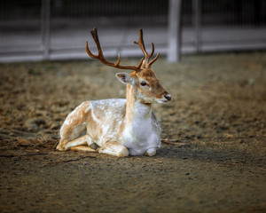Beautiful Young Male Deer Resting on the ground