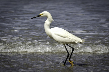 Snowy White Egret on San Diego Beach Shoreline