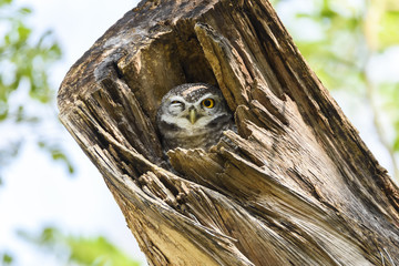 Sweet Spotted owlet roosting in the hollow of tree , Thailand