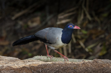 Coral-billed Ground Cuckoo
