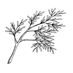a sprig of dill the drawn contour