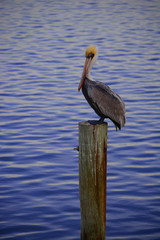Pelican on Pole/Pelican perched on a wood pole in the water