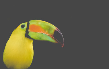 Closeup Toucan on a black background