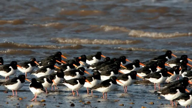Eurasian Oystercatcher, Haematopus ostralegus