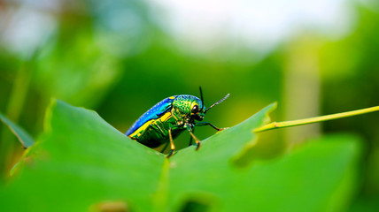 Insects on the leaf 