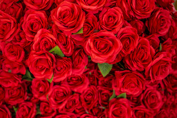 Rose - Flower, Flower, Valentine's Day - Holiday, Backgrounds, Red