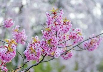 Cherry blossom flowers in spring season at Japan.
