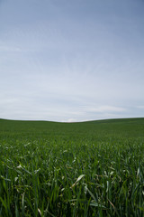 Large field of green grass growing under a blue sky.